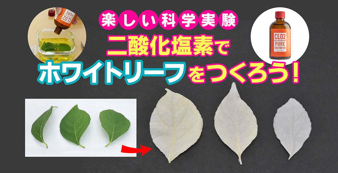 二酸化塩素を使ってホワイトリーフをつくろう！